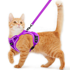 Kaazylab escape-proof cat harness shown for secure outdoor walks.