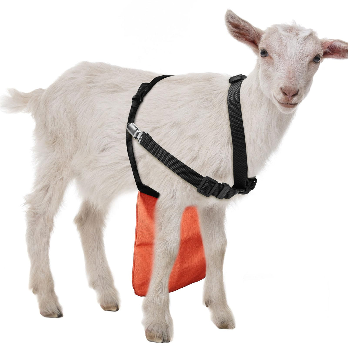 Kajaia goat apron in orange for quick identification and safer breeding control.