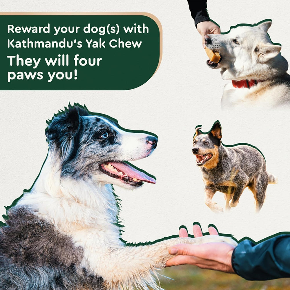 KATHMANDU'S satisfaction-guarantee yak cheese chews, a reliable treat for active dogs.