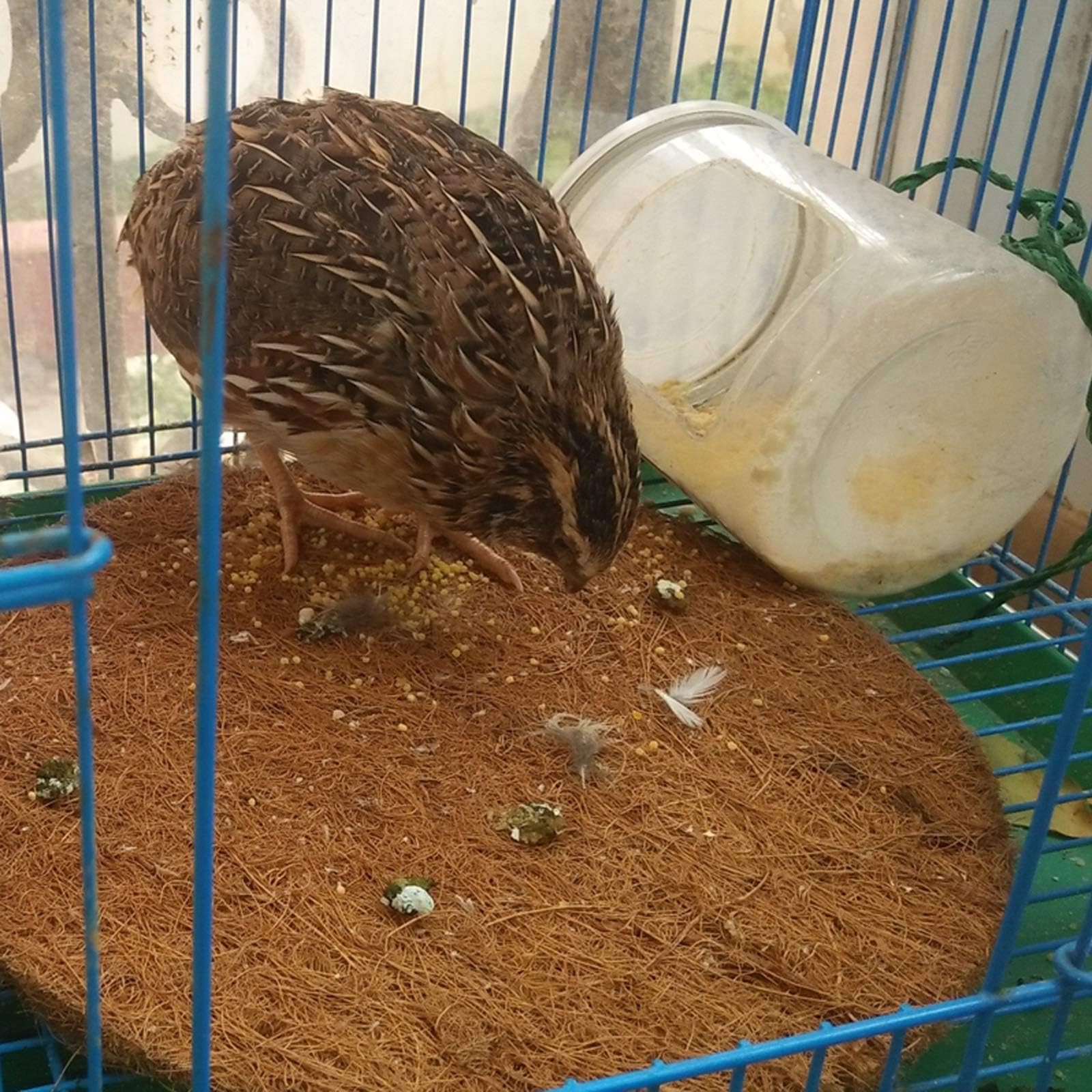 Kathson bird breeding mats show an organized nesting setup.