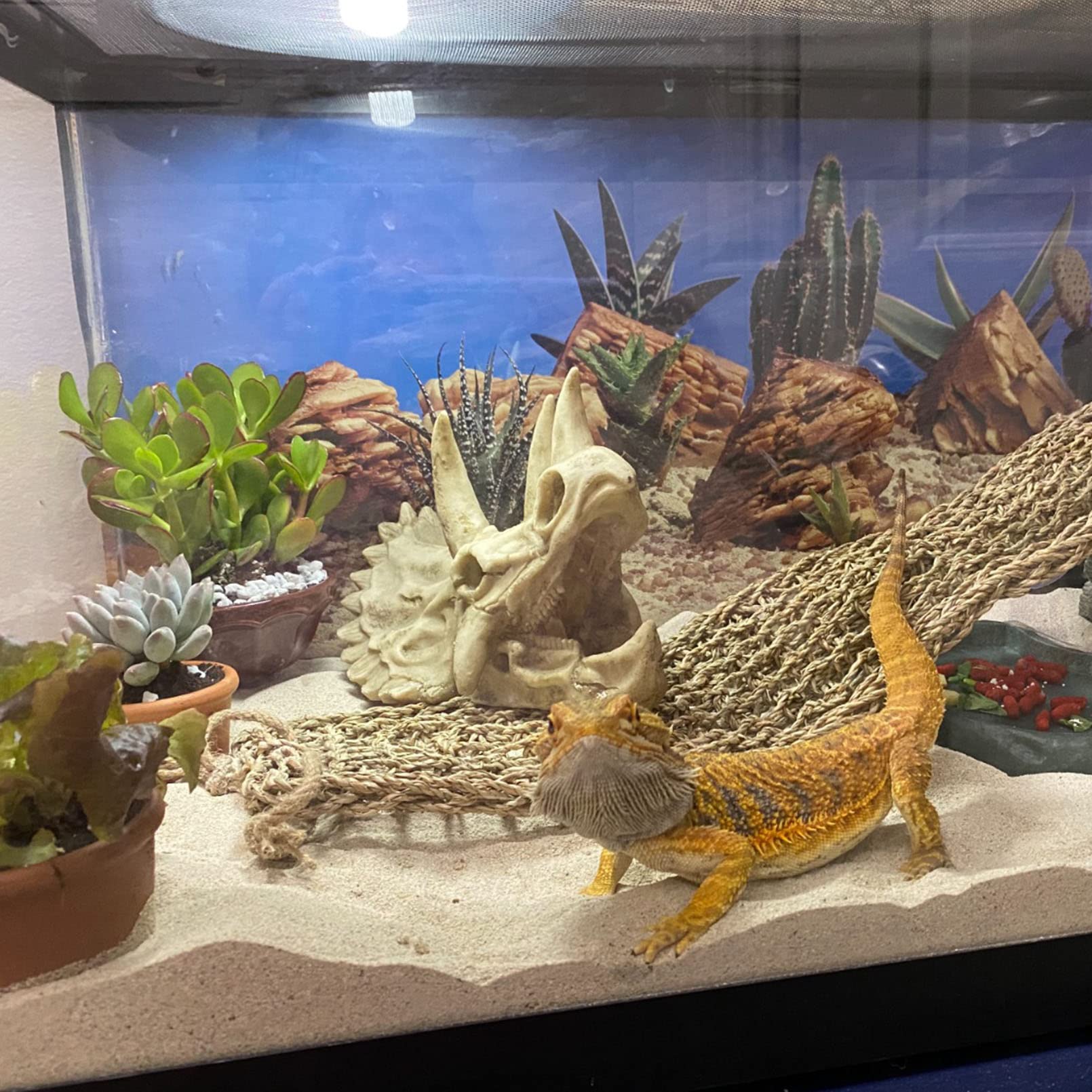 Kathson dinosaur skull decor hideout in terrarium creates cozy shelter