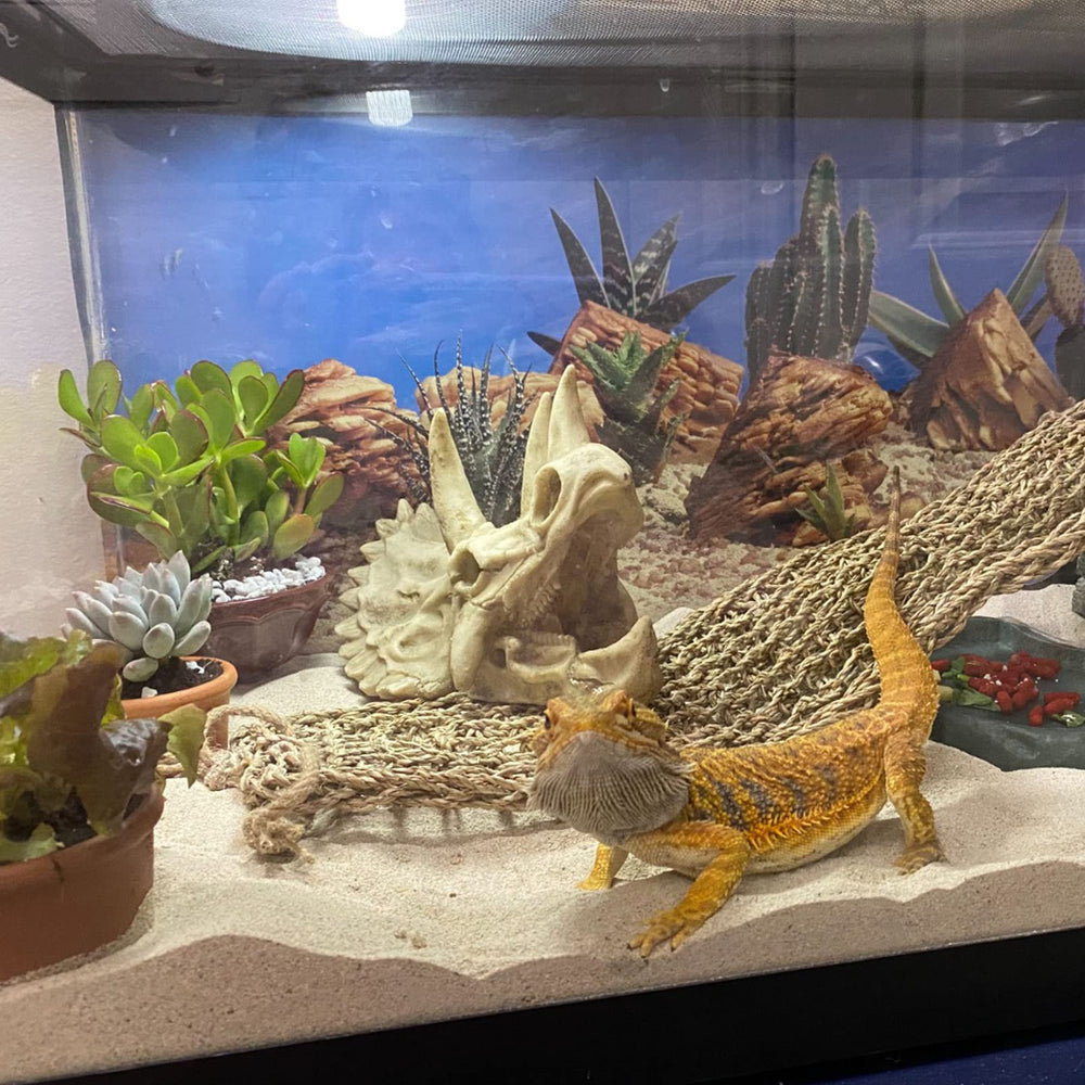 Kathson dinosaur skull decor hideout in terrarium creates cozy shelter