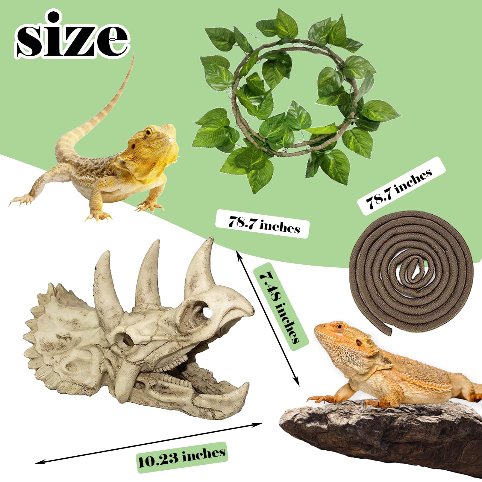 Kathson dinosaur skull terrarium size 26x15x19 cm for scale and interest