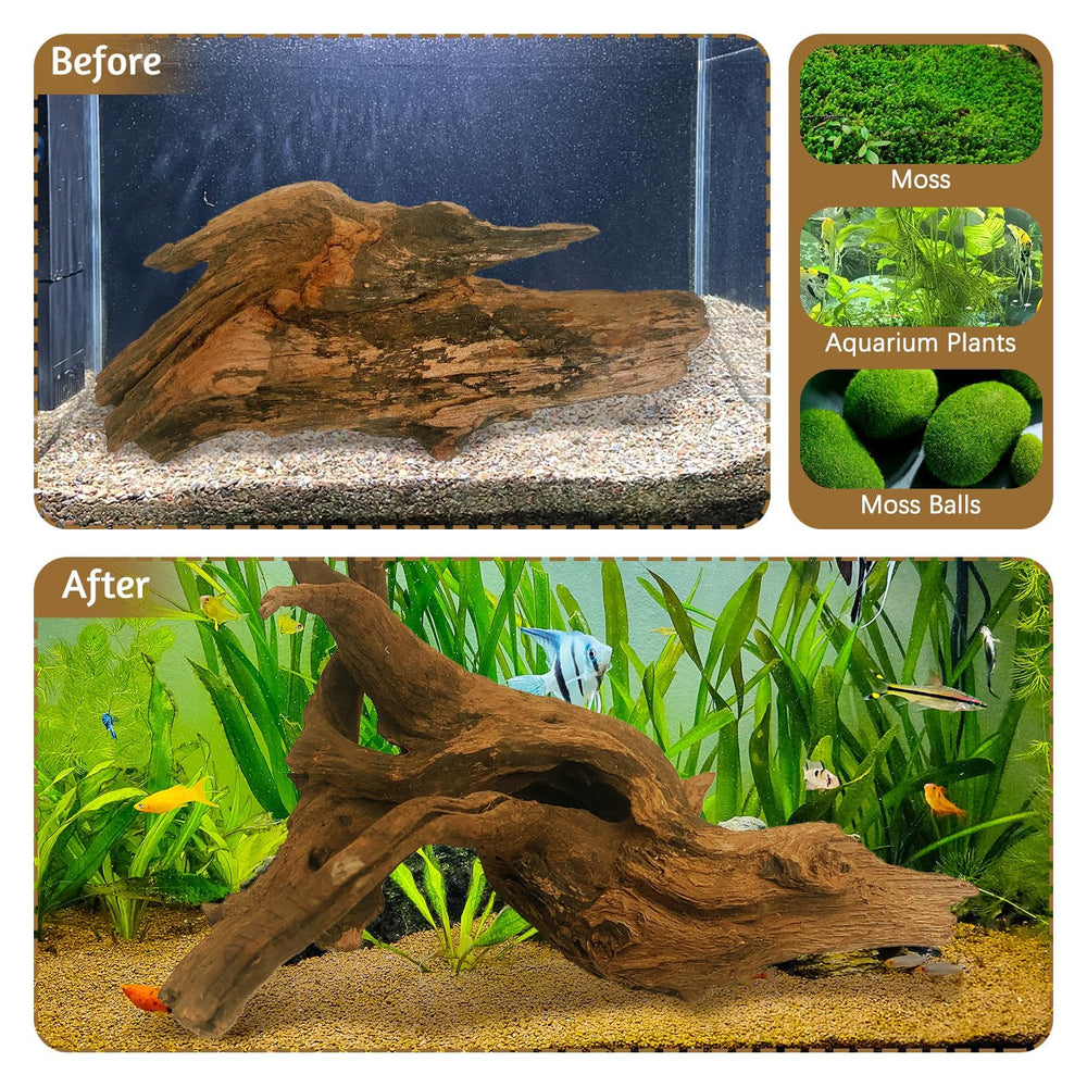 Kathson driftwood offers refuge for small fish and invertebrates.