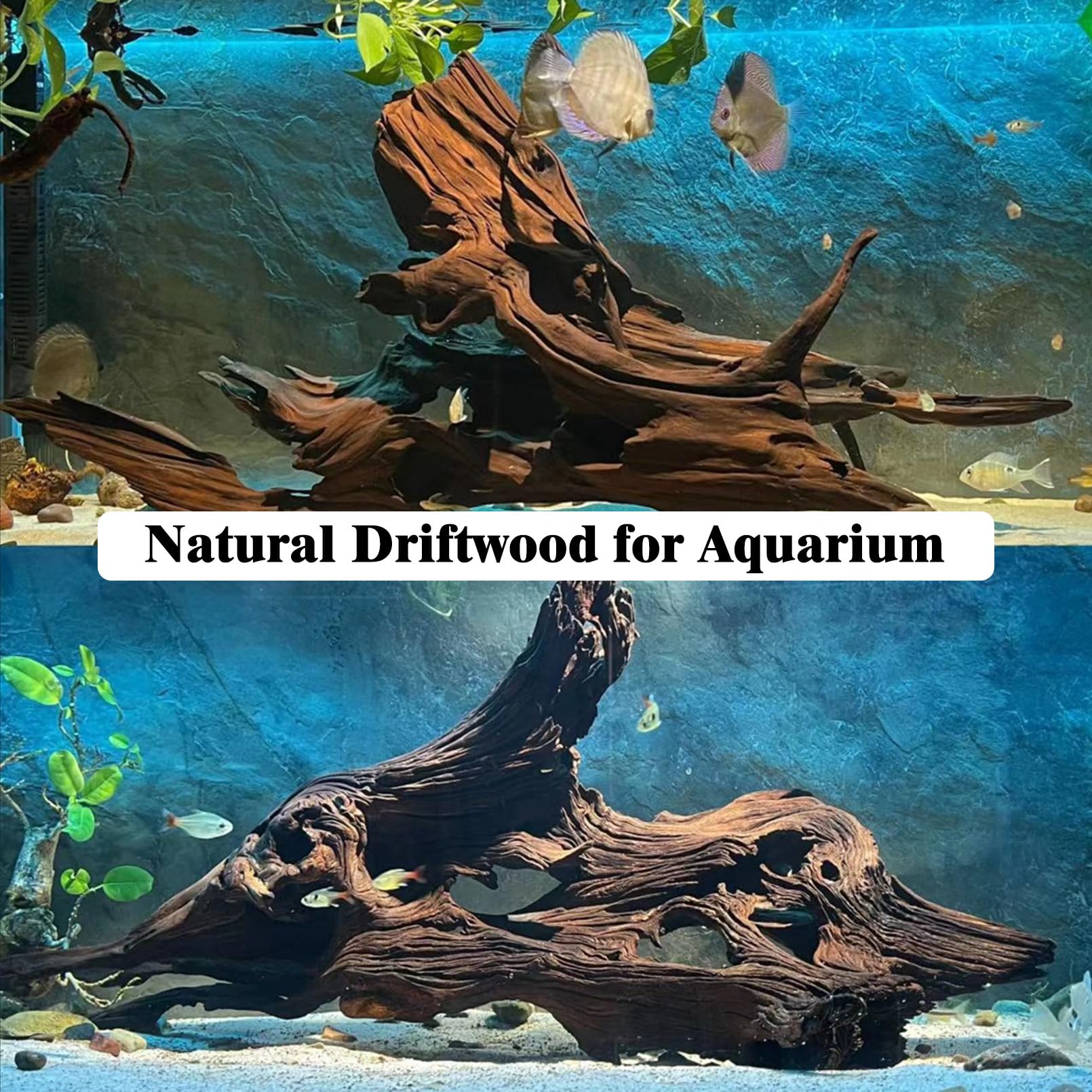 Kathson driftwood supports moss growth and moss trees in aquascapes.