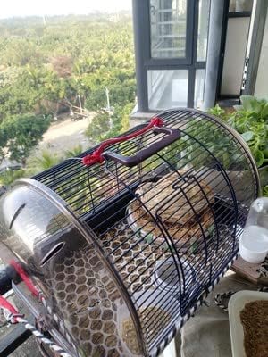 Kathson eco-friendly nest material reduces mess and supports nesting behavior.