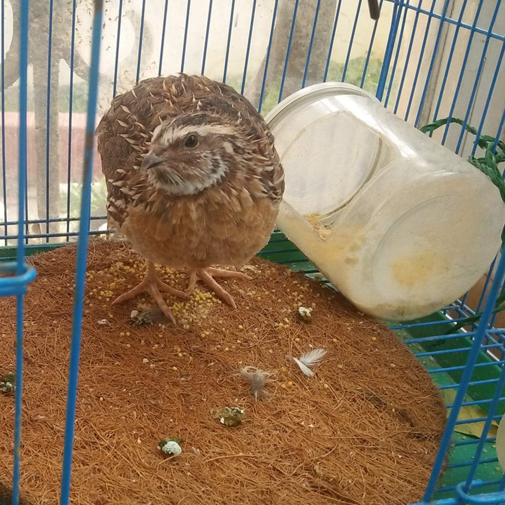 Kathson multi-species nesting mat suits finches, lovebirds, and hamsters.