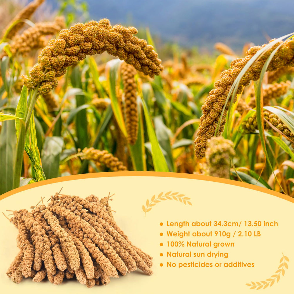Long sun-dried millet sprays, about 13 inches, for natural bird snacking.