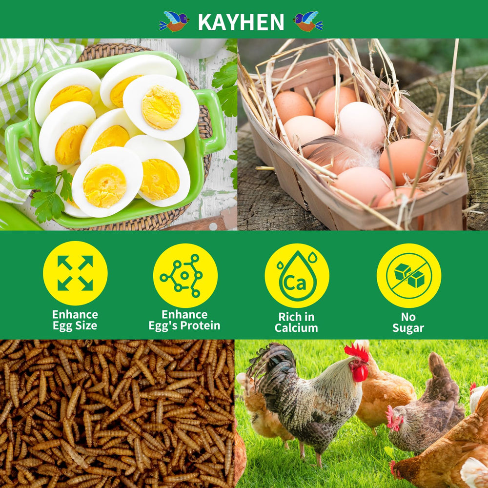 Chickens enjoying KAYHEN BSF larvae during feeding time