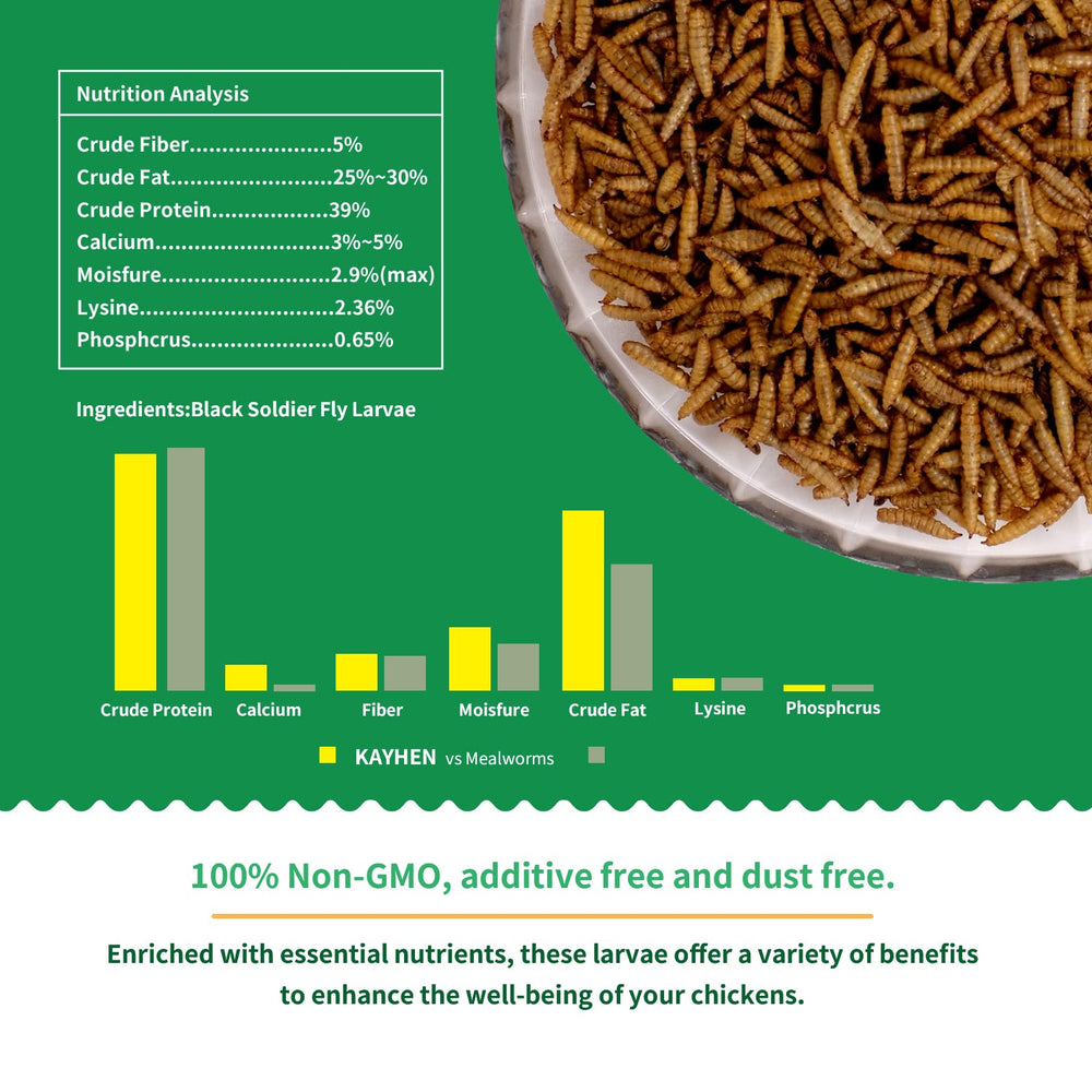 KAYHEN BSF larvae close-up showing crisp texture for high-protein treats