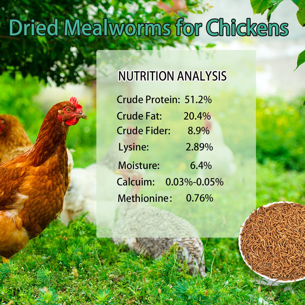 KAYHEN mealworms close-up, natural non-GMO snack for birds