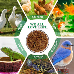KayHEN organic non-GMO chicken treats for natural feeding.