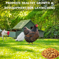 Chickens feeding on KayPET BSF larvae treats for nutrition.