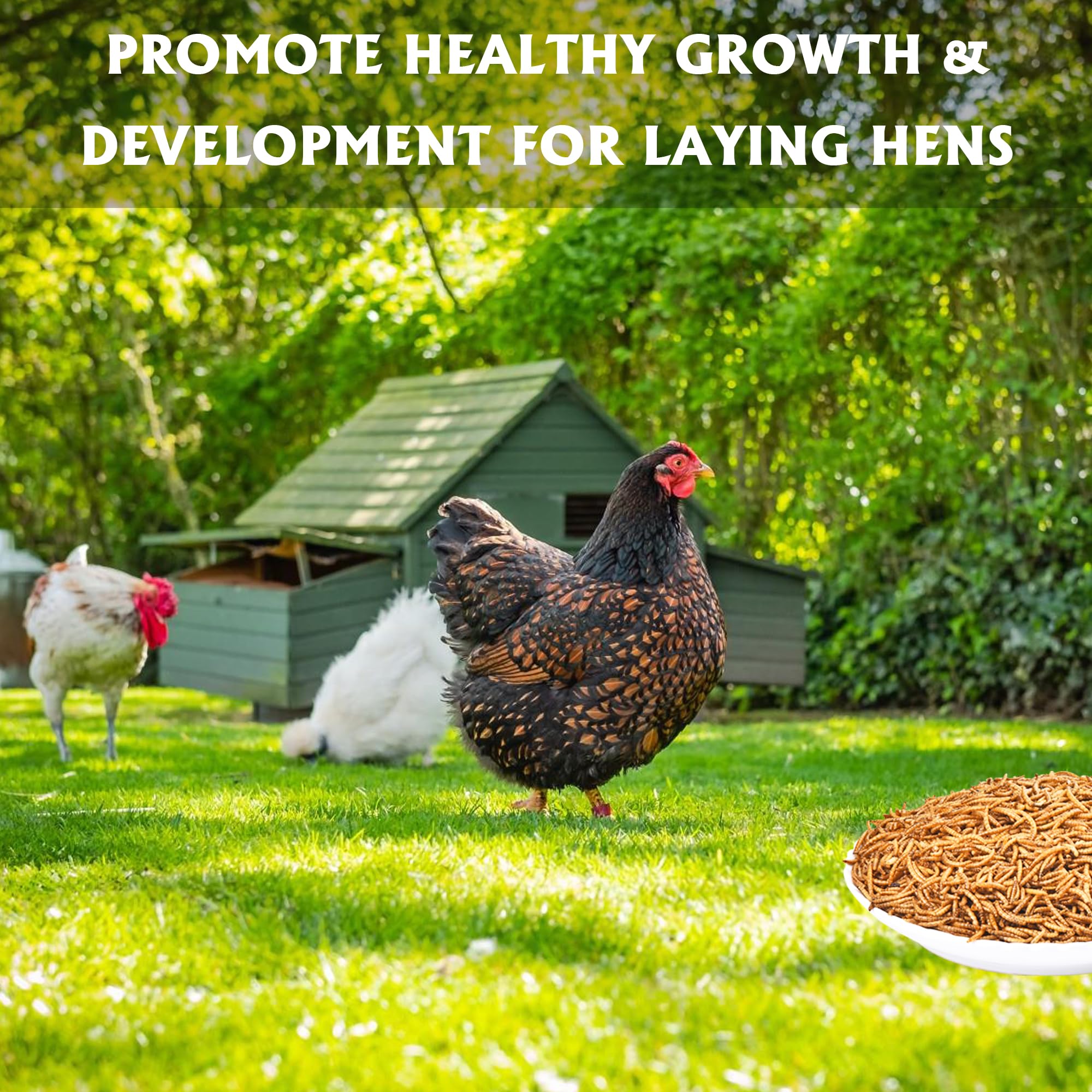 Chickens enjoying KAYPET mealworms for natural foraging and protein-rich treats.
