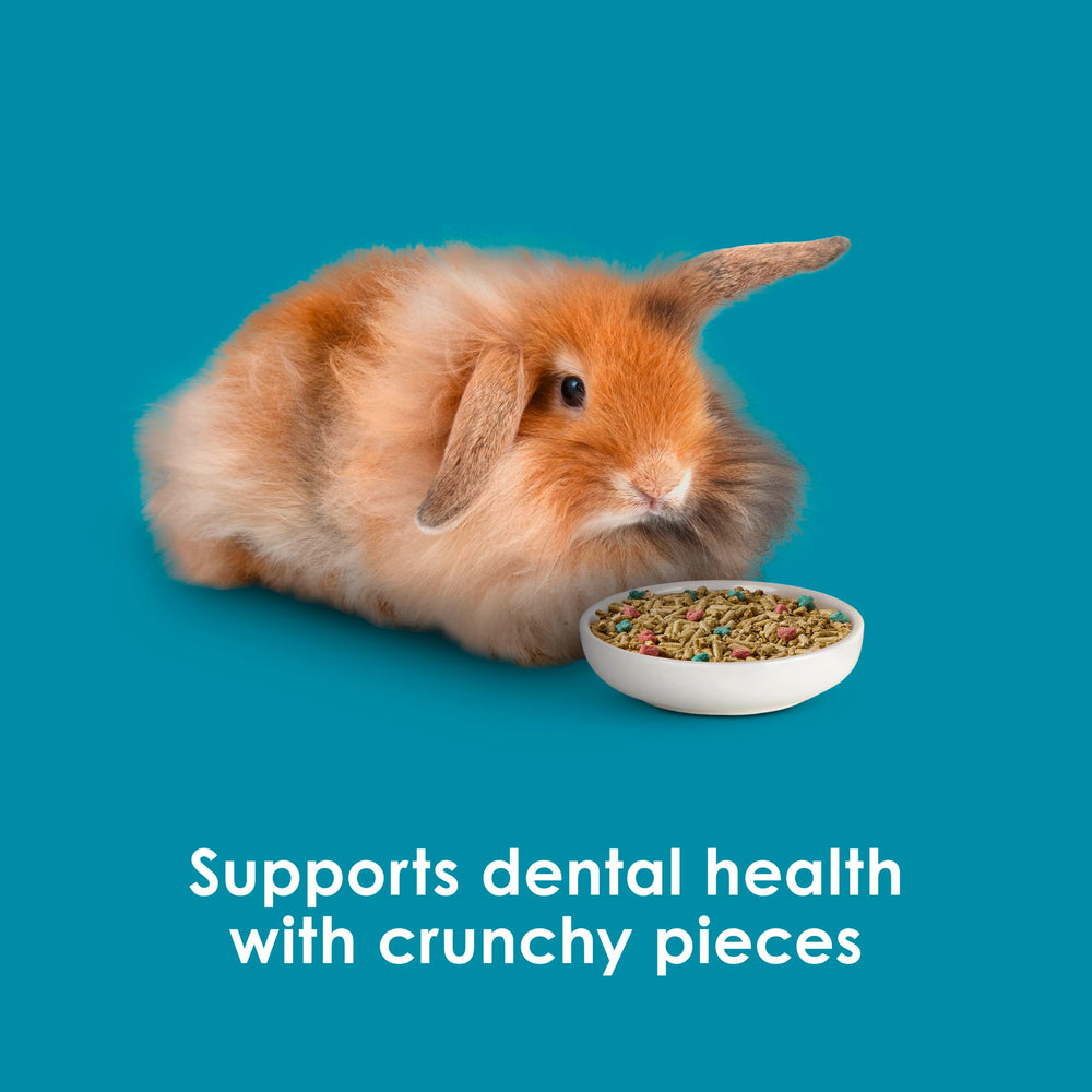 Rabbit enjoys mealtime with consistent, nutritious pellets.