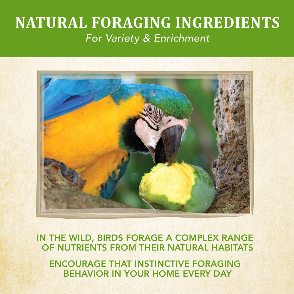 Kaytee Macaw pistachios image showcasing protein-rich bites