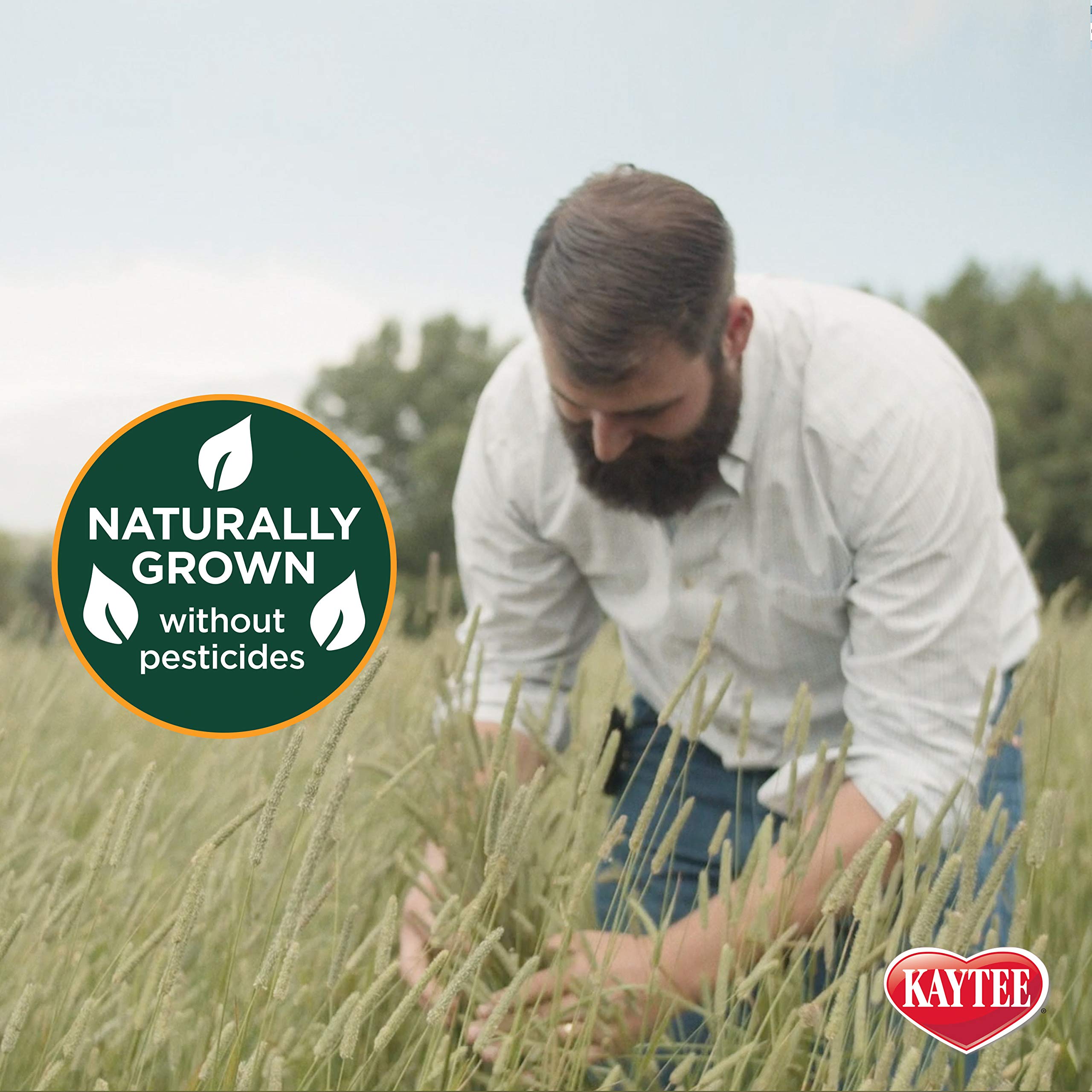Kaytee Timothy hay leaf-to-stem ratio detail helps small animals graze efficiently.