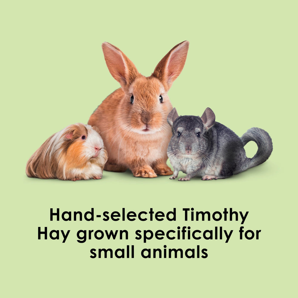 Kaytee Timothy Hay bale reveals long fibers for small pet nibbling.