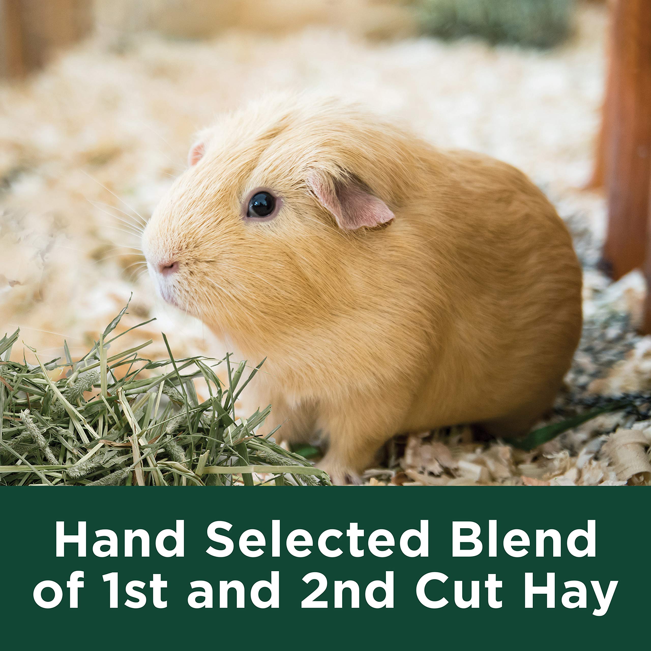 Kaytee Timothy Hay Plus America's #1 Hay Brand badge on pack.