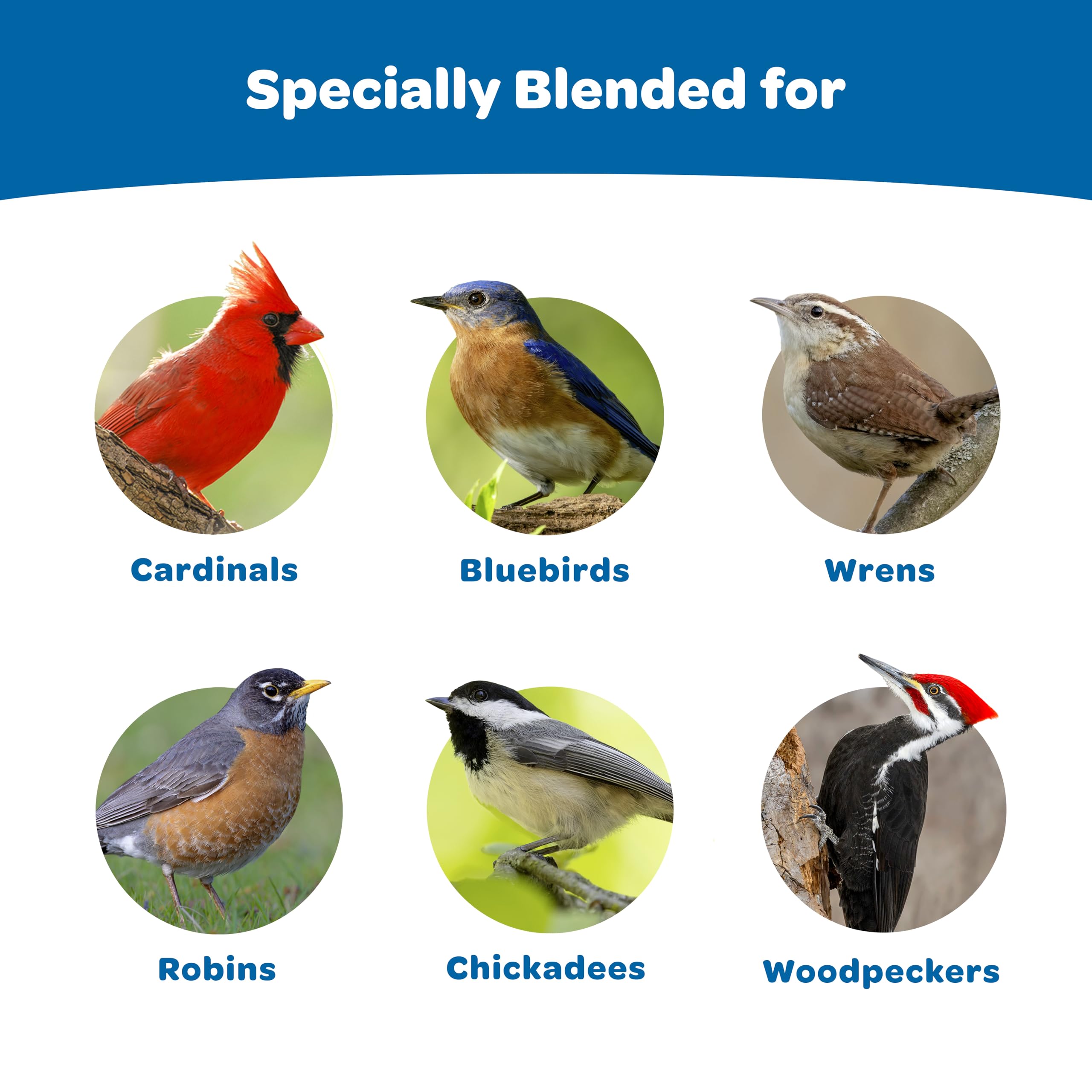 Kaytee Wild Bird Gourmet Seed Cake chickadees enjoying a compact, mess-reducing snack.