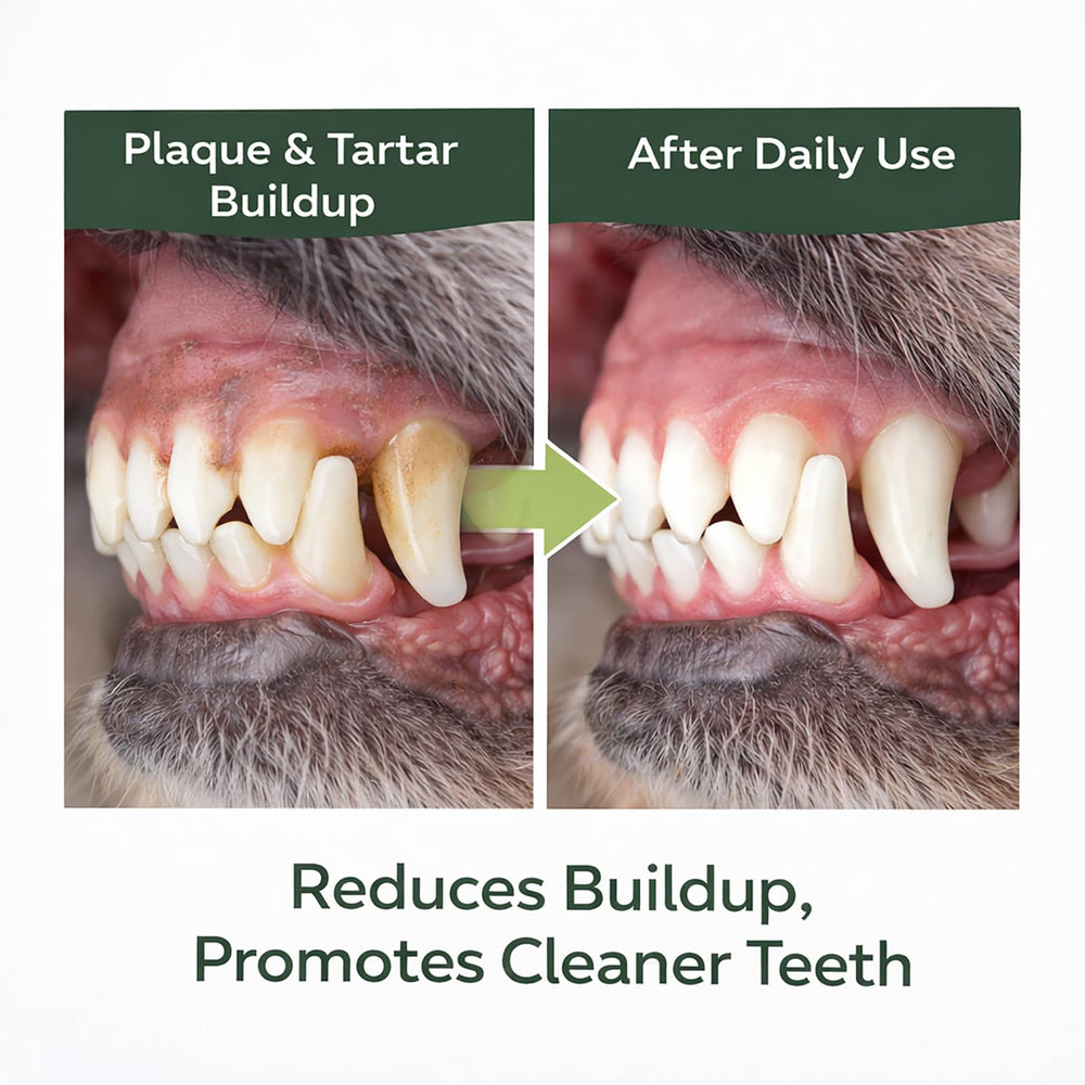 2oz KBKTWOLT dental powder bottle on a clean surface.