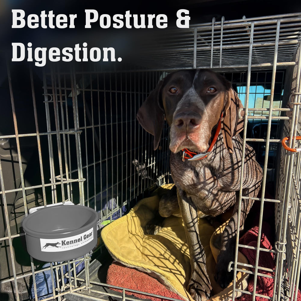 Travel-ready dog bowl for shows and crate feeding anywhere.