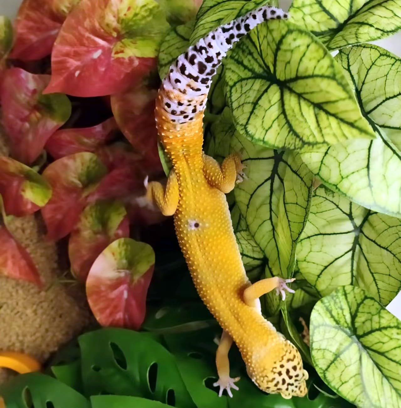 KERUIDENG Reptile Plants provides climbing-friendly decor for bearded dragon habitat.
