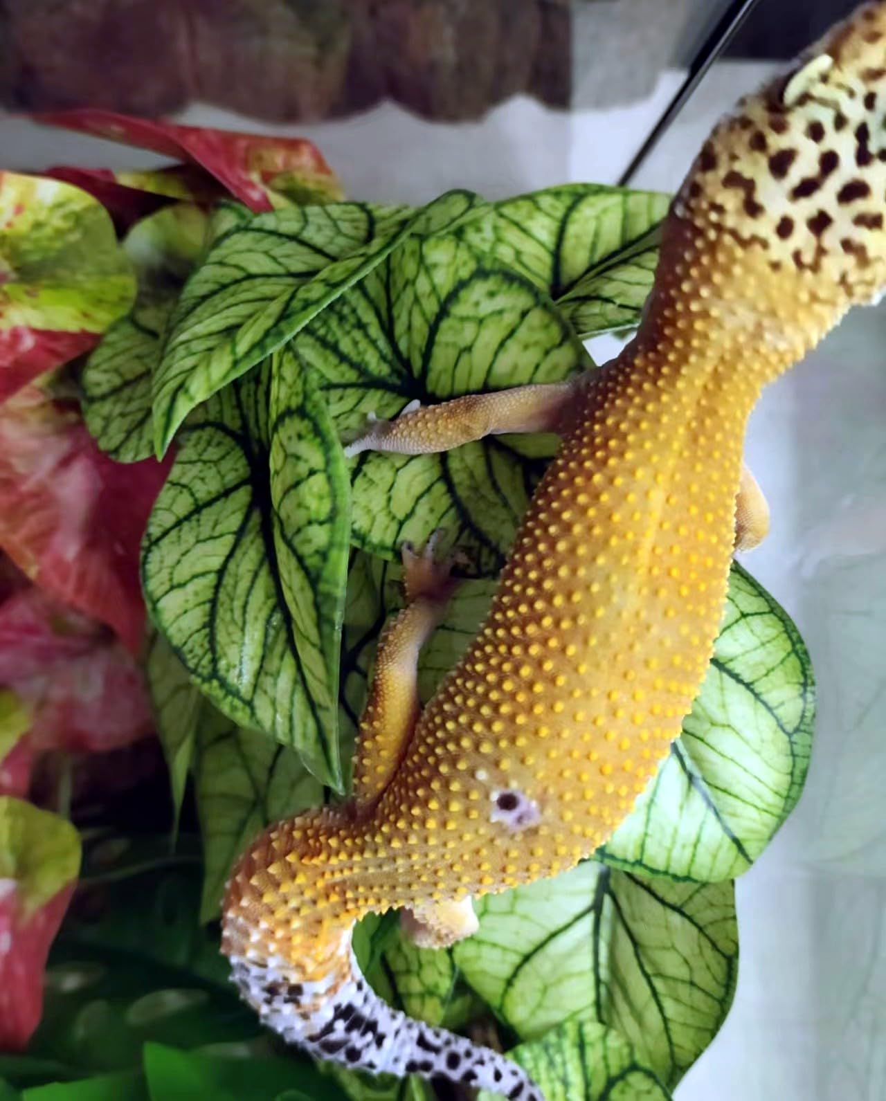 KERUIDENG Reptile Plants versatile decor for crested geckos and chameleons.