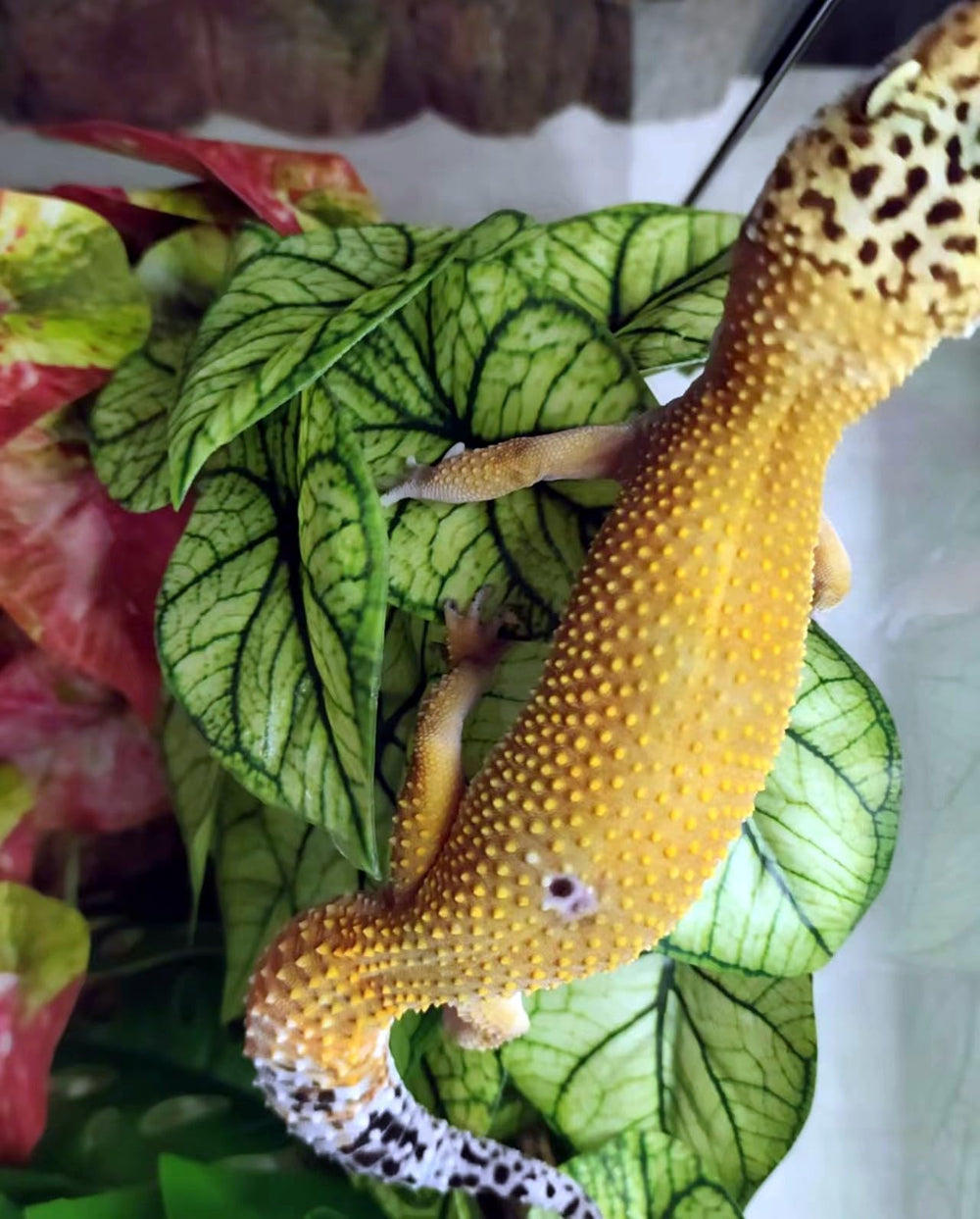 KERUIDENG Reptile Plants versatile decor for crested geckos and chameleons.