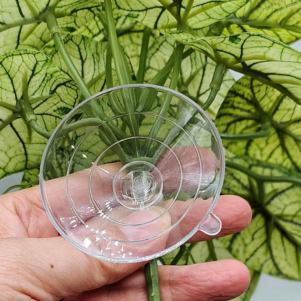 KERUIDENG Reptile Plants easy to wipe clean with a damp cloth.