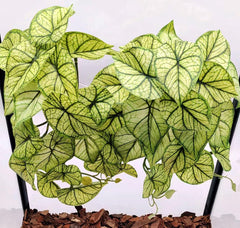 KERUIDENG Reptile Plants with green arrowhead hanging leaves for natural terrarium decor and hiding spots.