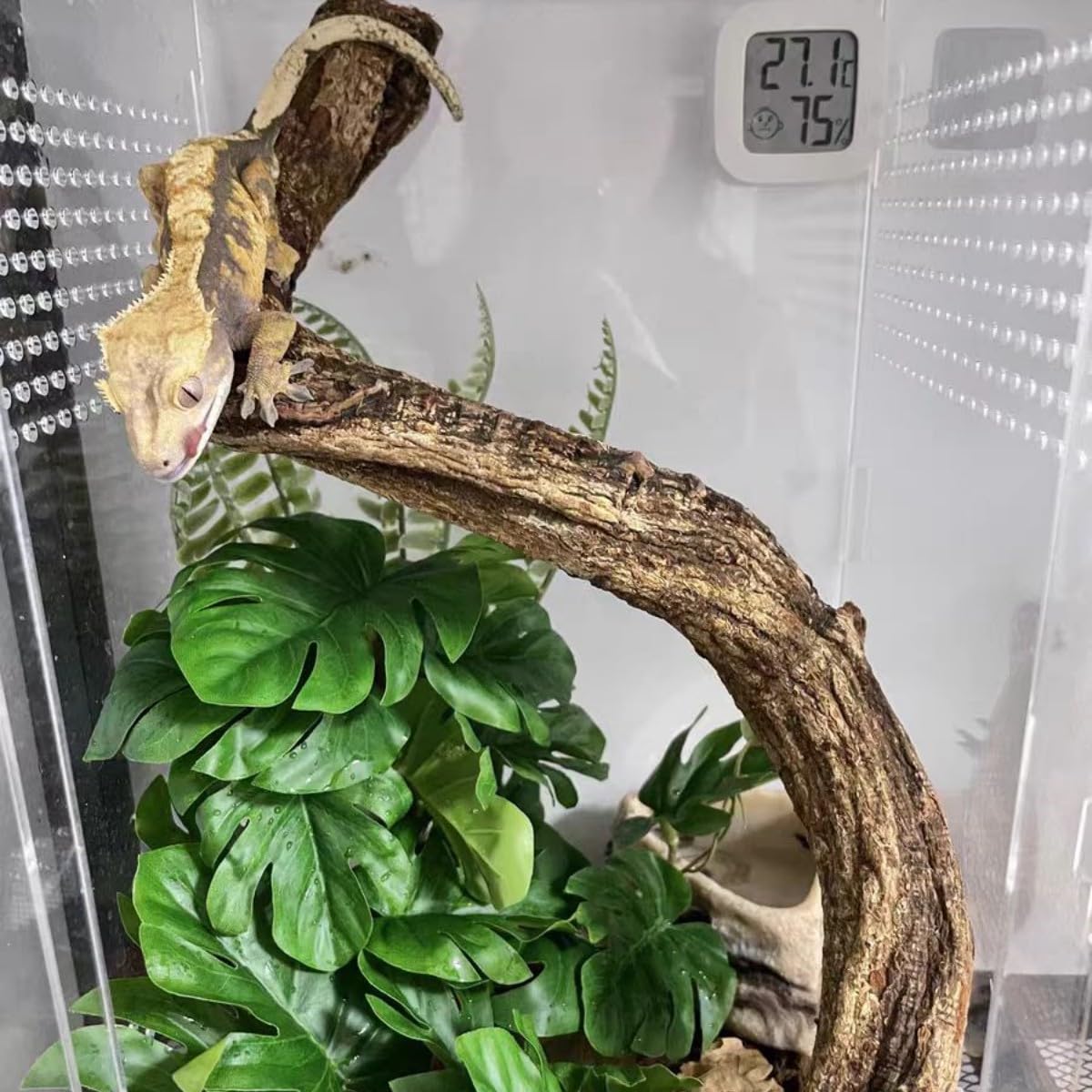 KERUIDENG Reptile Plants ideal for bearded dragon and gecko habitats.