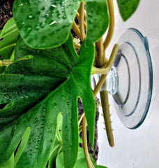 KERUIDENG Reptile Plants Monstera leaves are waterproof and easy to wipe clean.