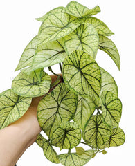 KERUIDENG Reptile Plants suction cups secure attachment for flexible terrarium layout.