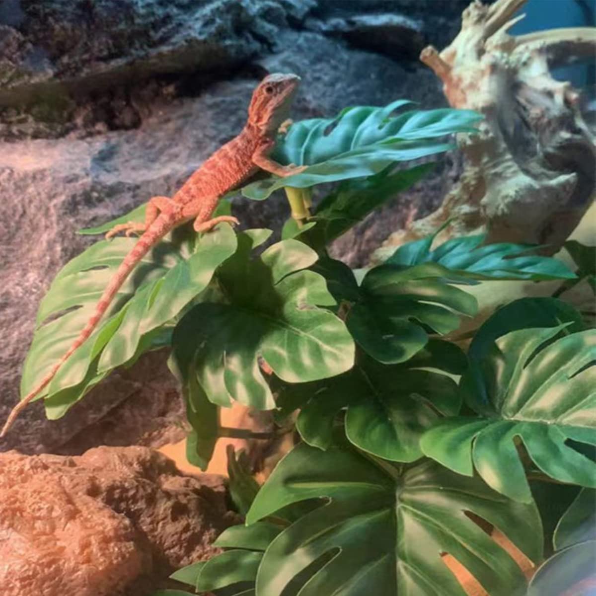 KERUIDENG Reptile Plants suit bearded dragons and geckos in terrariums.