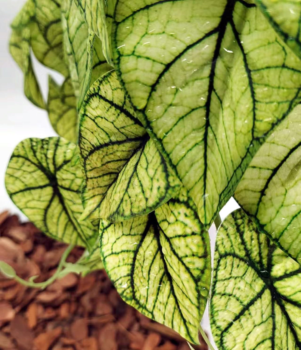 KERUIDENG Reptile Plants adds habitat realism for bearded dragon and gecko setups.