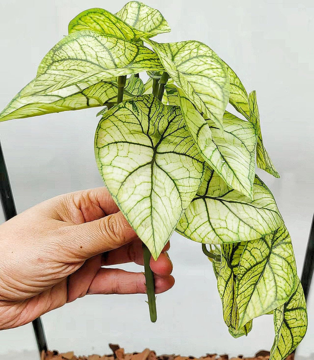 KERUIDENG Reptile Plants waterproof leaves retain droplets for surface drinking cues.