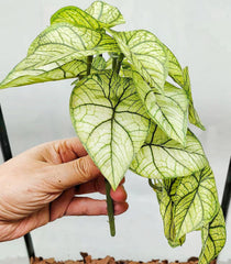 KERUIDENG Reptile Plants waterproof leaves retain droplets for surface drinking cues.