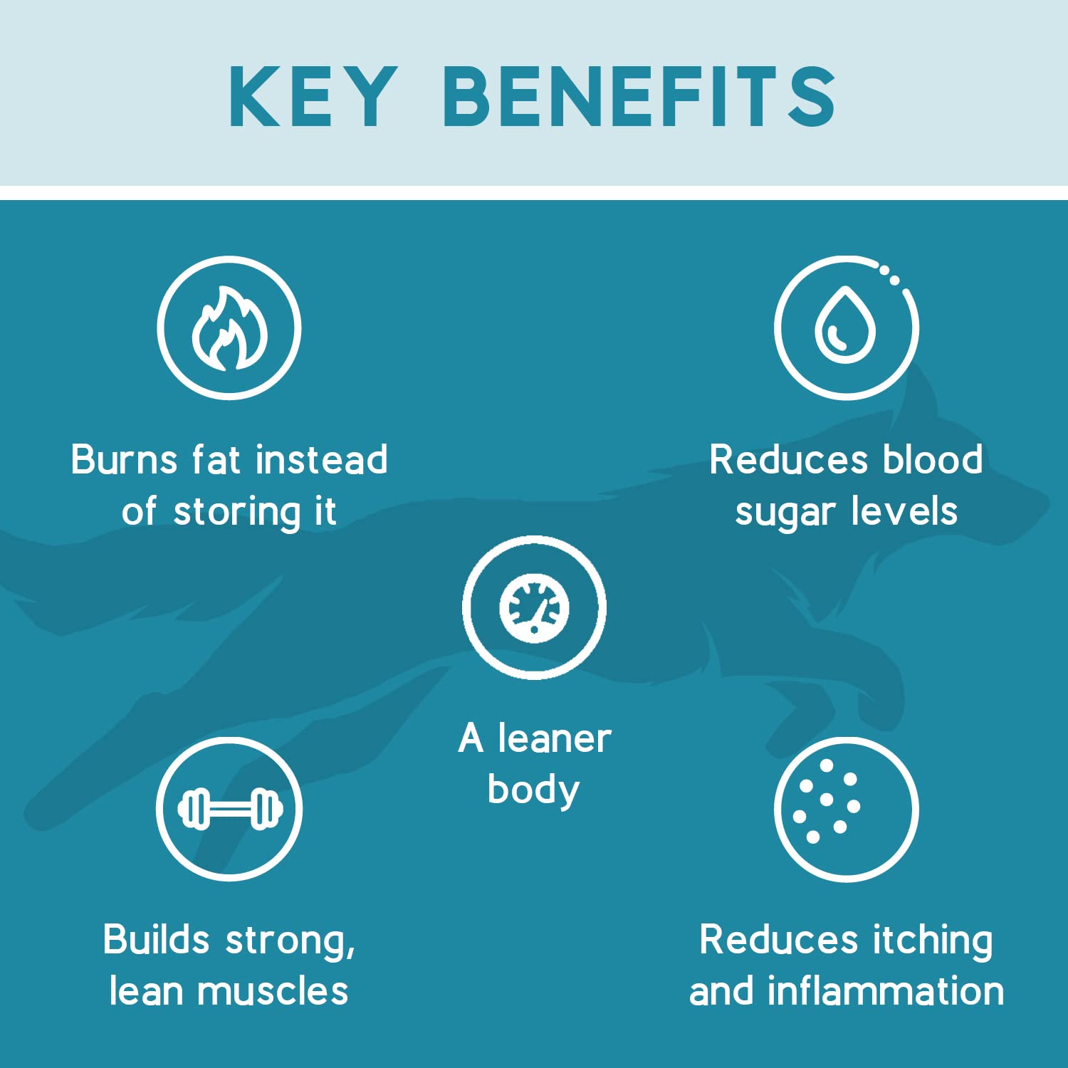 Ketona Salmon Recipe grain-free ingredients highlighted for digestive comfort.