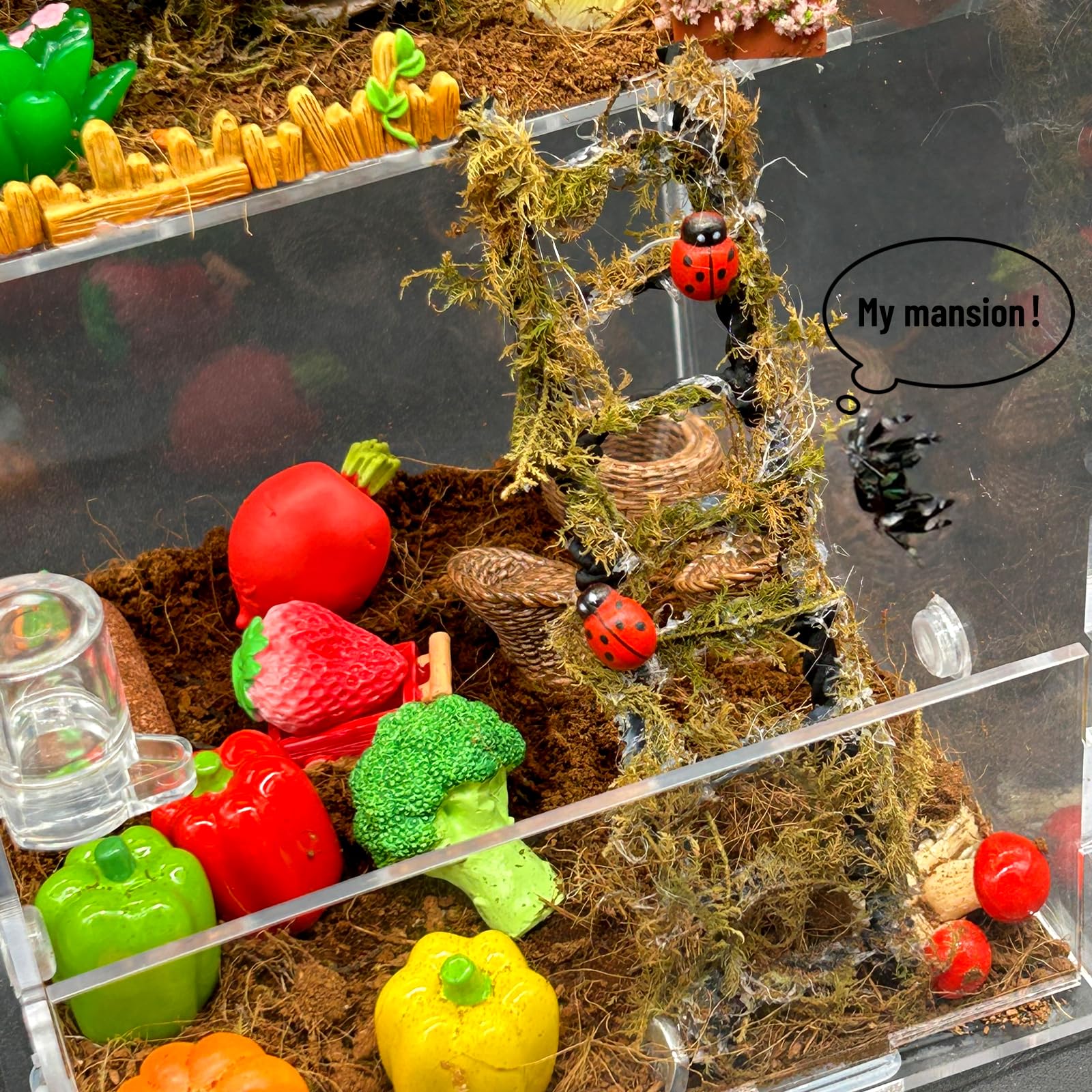 KFPSHLQE Jumping Spider Enclosure side ventilation panels provide fresh air.