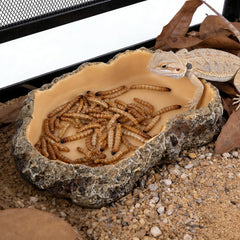 Kheprilat reptile food dish feeding area for mealworms and greens
