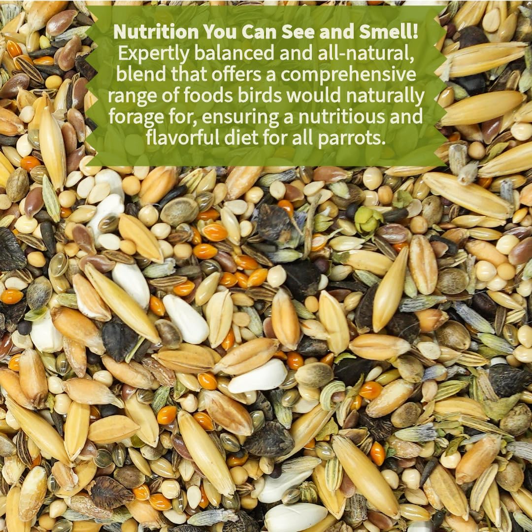 KikiBirds Premium Parrot Food close-up grains reveals wholesome whole grains and seeds