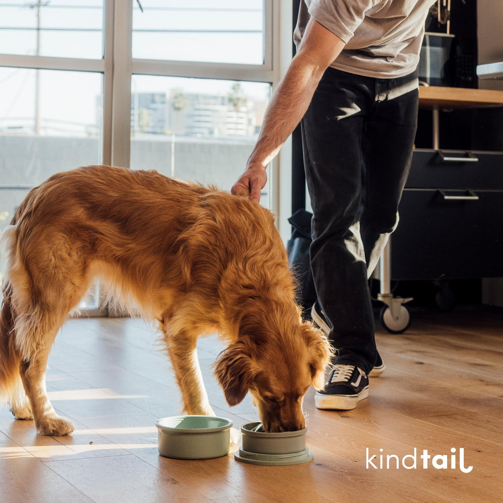 KindTail dishwasher-safe bowls for easy cleaning after adventures