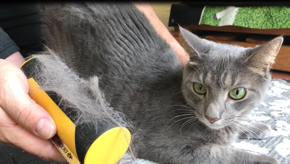 King Kanine deshedding brush used on car mats to remove fur