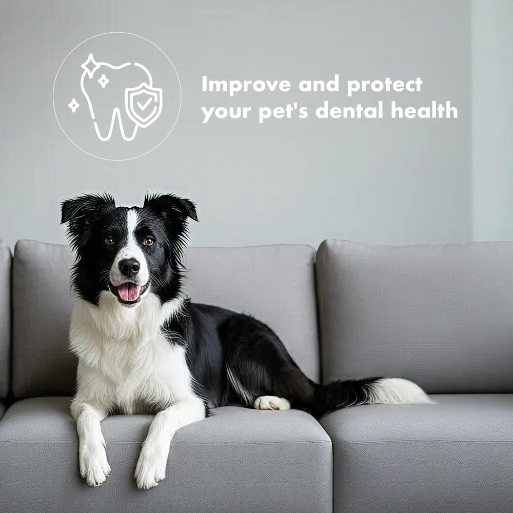 Crunchy chew texture photo, ideal for rewarding dogs and cats during training.