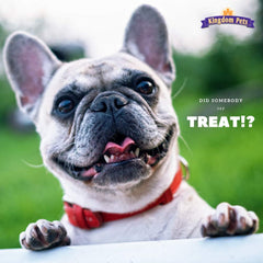 Kingdom Pets Duck Jerky training large dog serving whole or pieces.