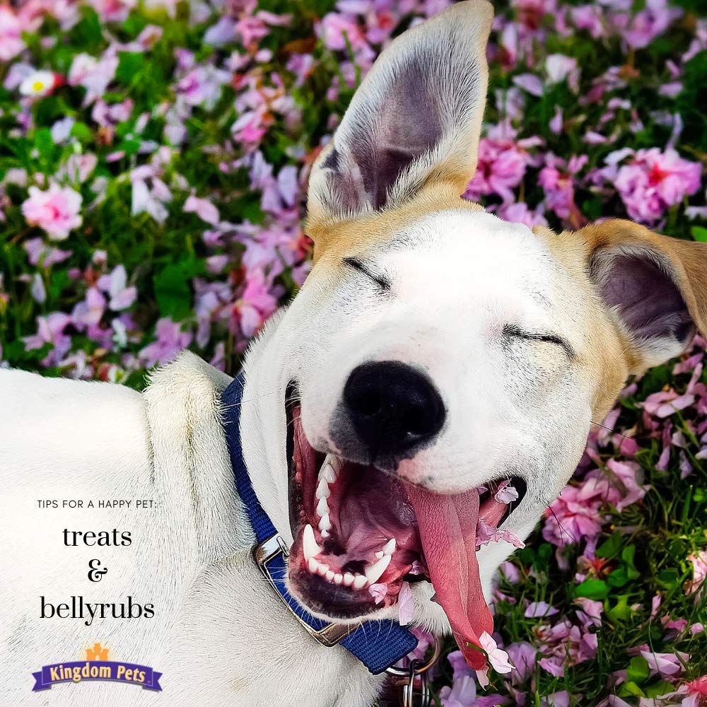 Kingdom Pets Training Session with dog enjoying jerky reward