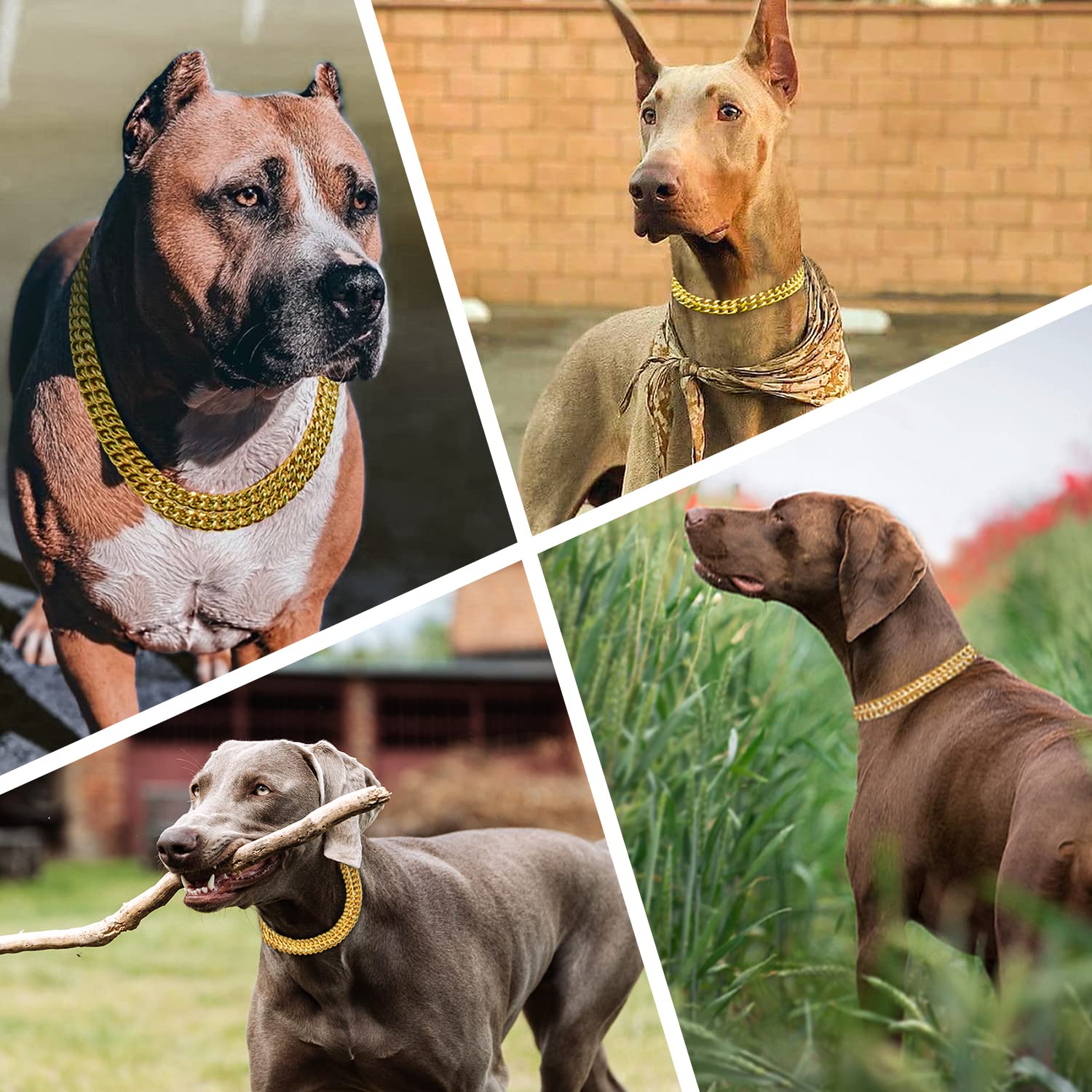 Kingoldogs outdoor-ready collar for walking, running, and training sessions.