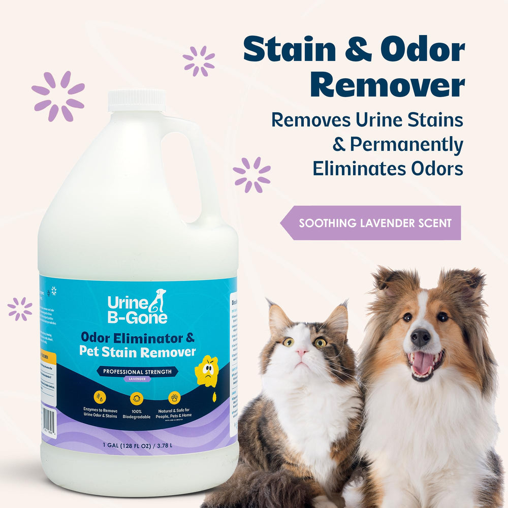 Kinzua Urine B-Gone penetrates carpet fibers to remove stains