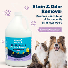 Kinzua Urine B-Gone penetrates carpet fibers to remove stains